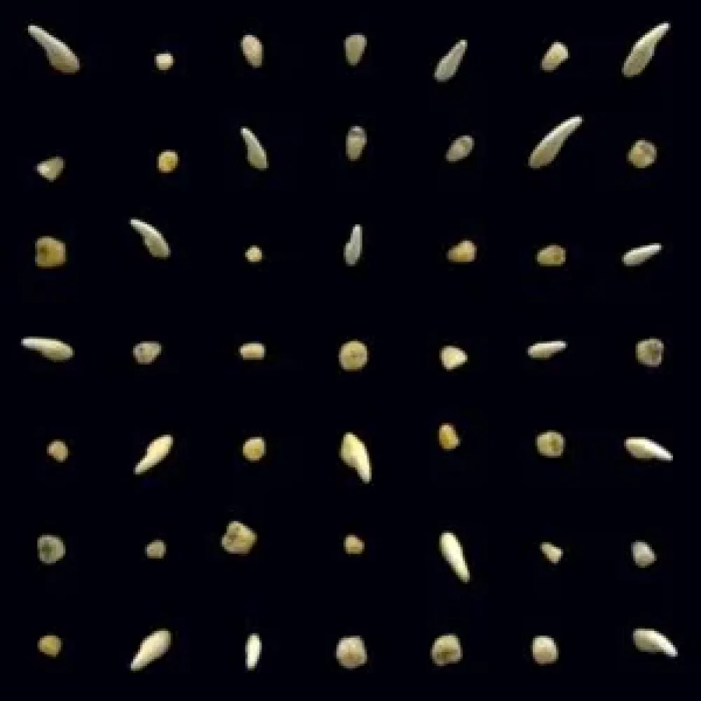 Clipping. – Visions Of Bodies Being Burned 2LP