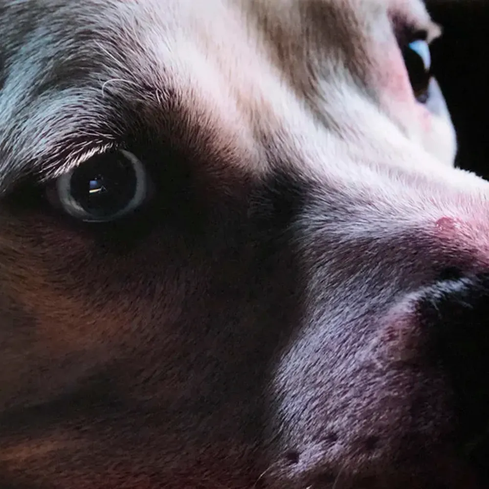 Roger Waters – The Dark Side Of The Moon Redux (Coloured) LP